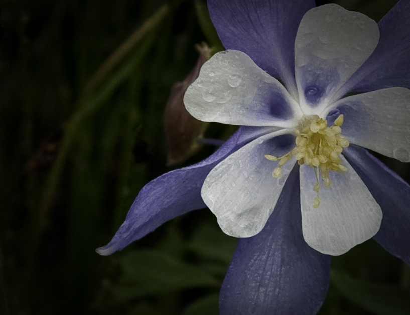 Rocky Mountain Columbine