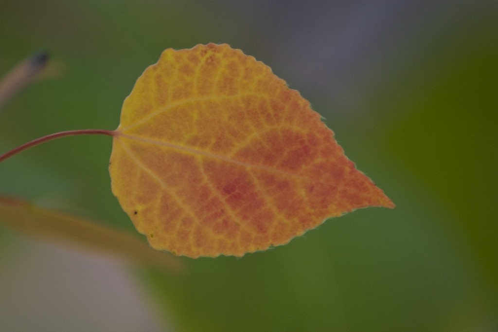 Backyard Aspen leaf turning