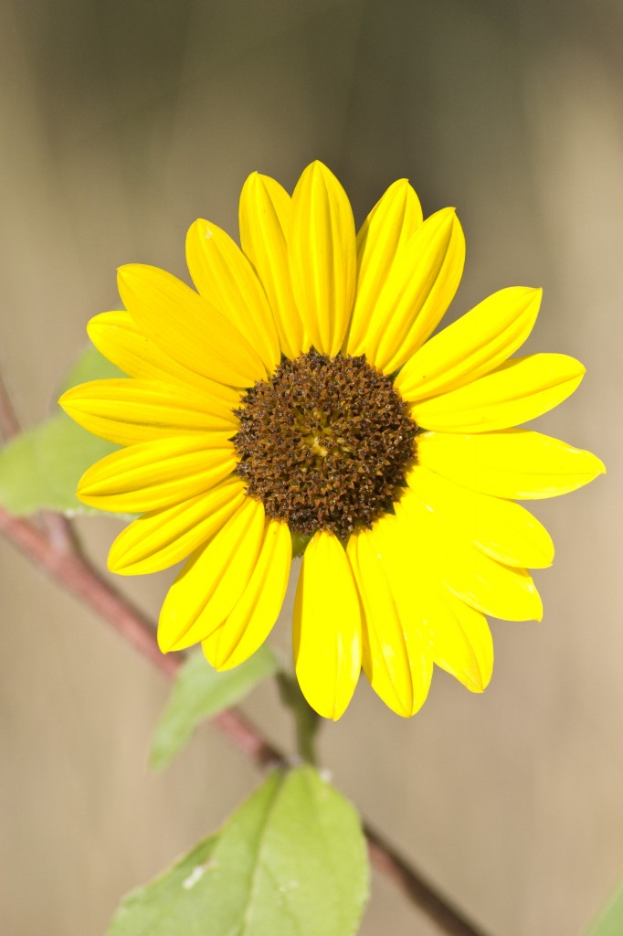 Sunflower basking the the light