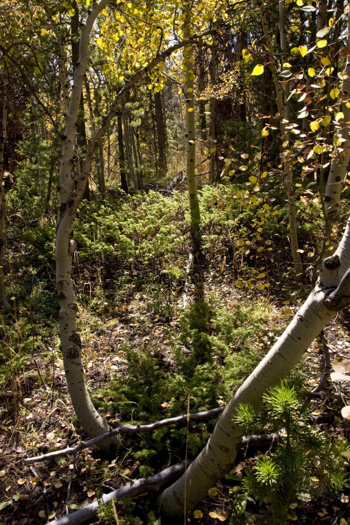 Forest floor in the autumn light