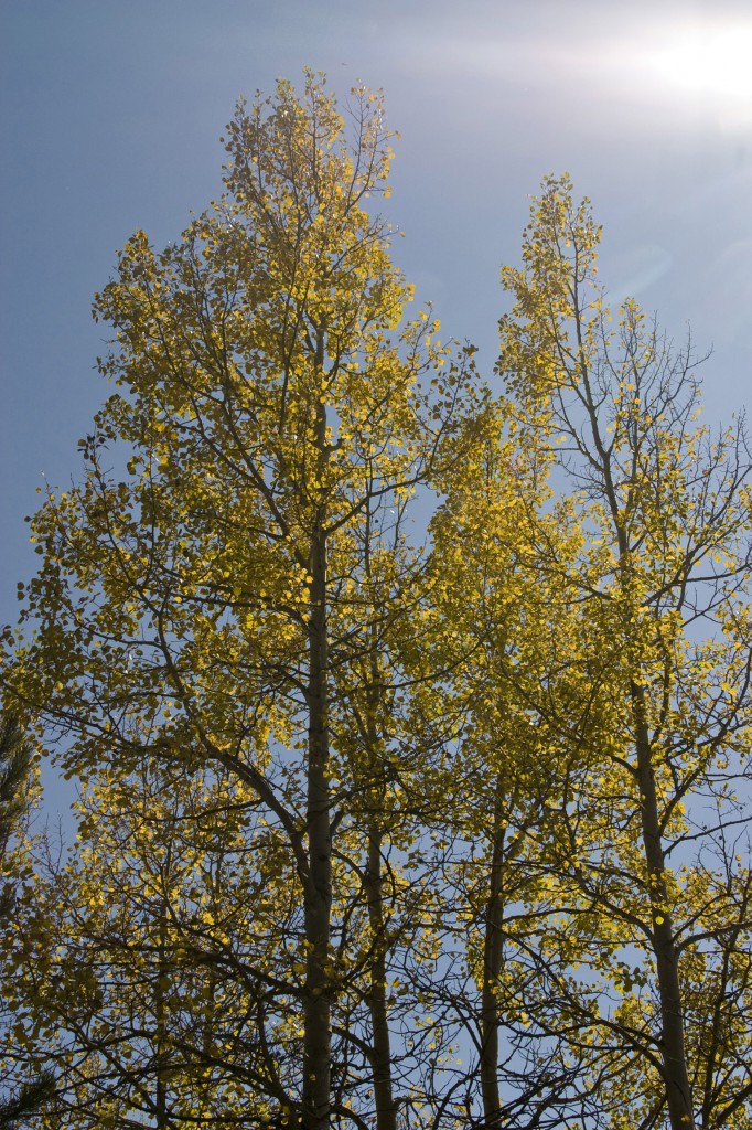 Aspens standing the morning light