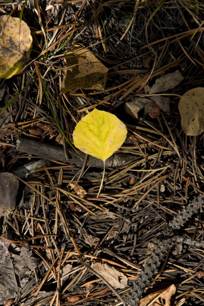 Fallen Aspen leaf