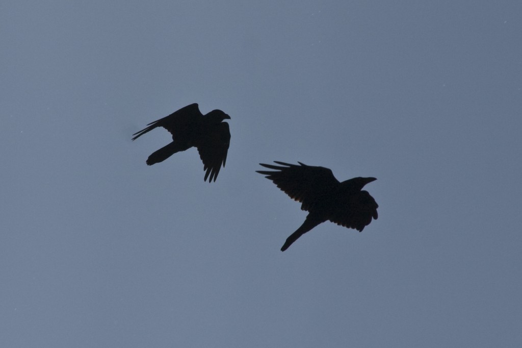 Ravens