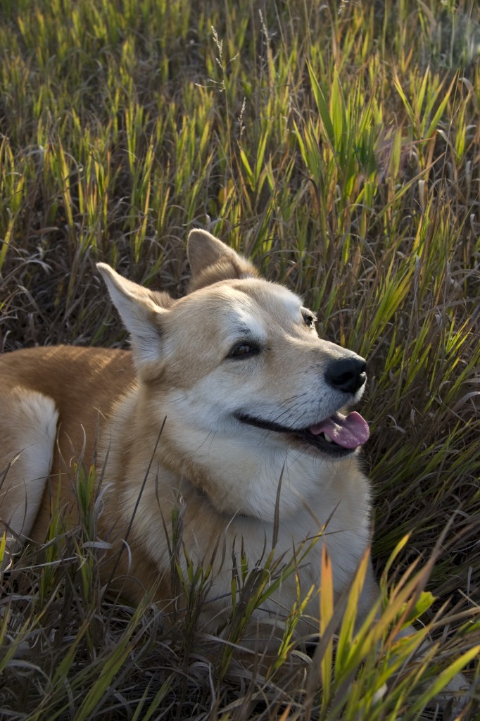 Malie enjoying the long grass