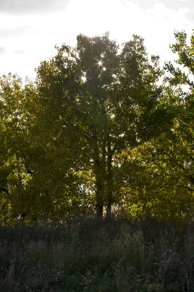 I call Cottonwoods 'low altitude Aspens'