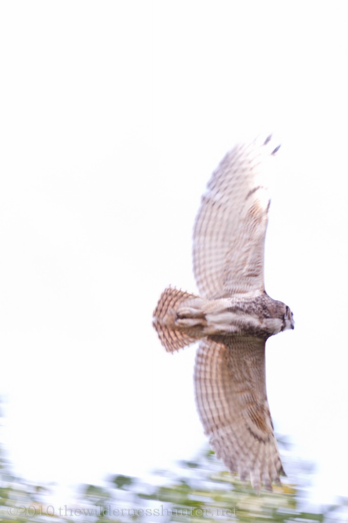 Great Horned Owl