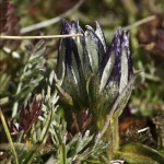 Alpine flora