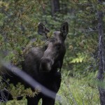 Curious Moose