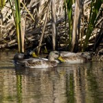 A group of yound Mallard drakes