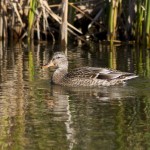 Mallard duck hen