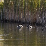 More Mallard hens