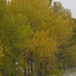 Cottonwood color