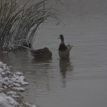 Mallard hen and drake