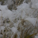 Cotton-like frost
