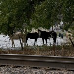 These horses showed a mild interest in us, until the train came