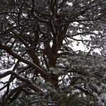 Snow clad pine