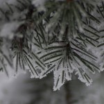 Frost clad spruce needles