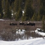 Three LARGE bull moose.