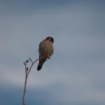 American Kestrel