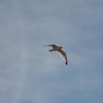 Ring-billed Gull