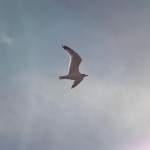 Ring-billed Gull