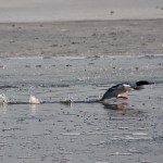 Common Merganser