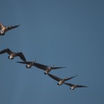 Canadian Geese