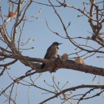 Northern Flicker