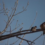 Mourning Doves