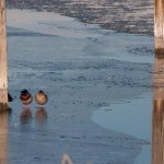 Mallard Ducks