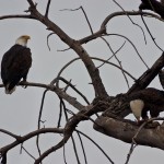 Bald Eagles