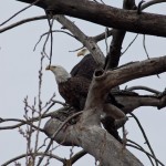 Bald Eagles