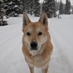 Snow Dog! She's awesome on a hike.