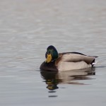 Mallard Drake