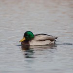 Mallard Duck