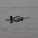 I haven't been able to identify this duck, he's a diver.