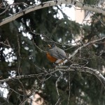 American Robin