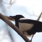 Magpie