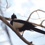 Magpie