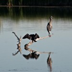 Double-crested Cormorant, Great Blue Heron