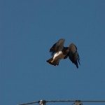 Swainson's Hawk