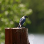 Mountain Bluebird