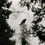 Common Raven