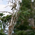 Mountain Chickadees