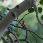 Rufous Hummingbird.