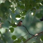 Rufous Hummingbird