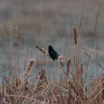 Red Wing Black Bird