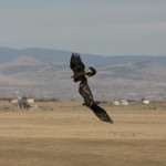 Golden Eagle