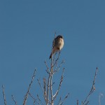 American Kestrel