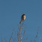 American Kestrel